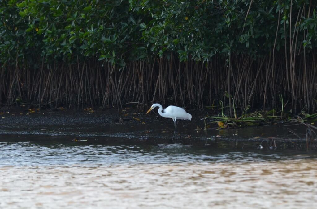 Photo of a Great Egret standing along the shore of the San Cristobal River near San Blas, Mexico