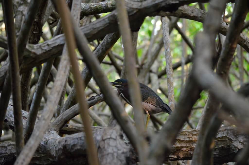  Photo of a Green Heron in the mangrove swamp near San Blas, Mexico