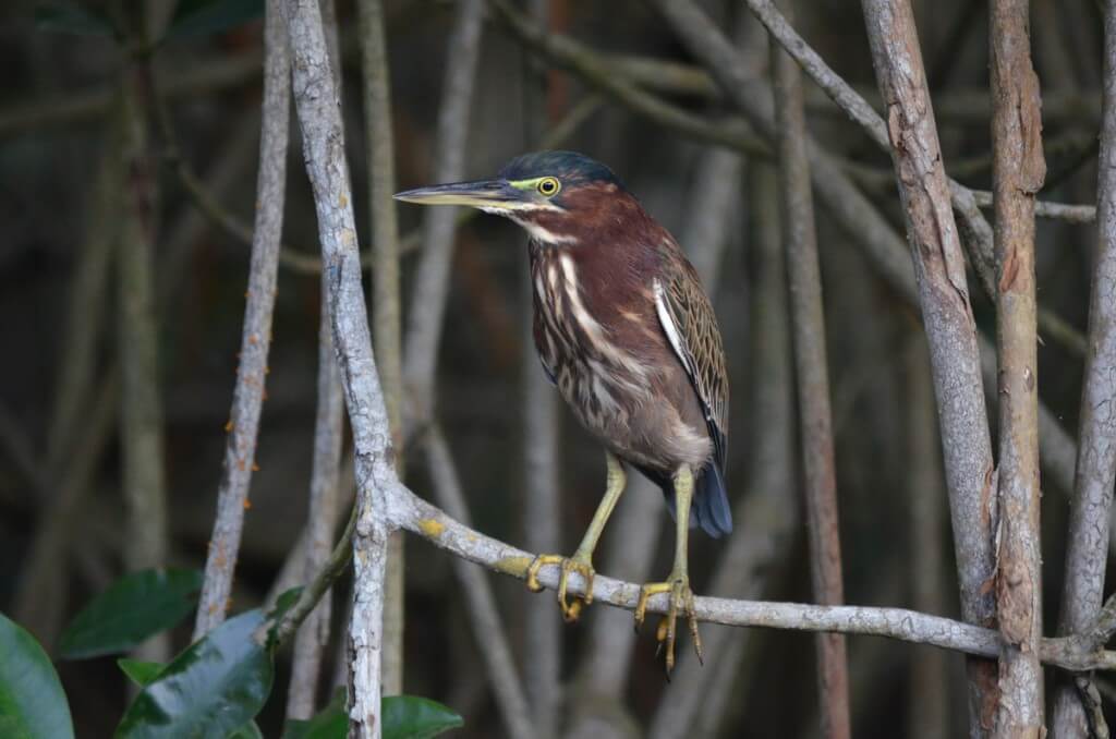 Photo of a Green Heron resting on a tree limb in the mangrove swamp near San Blas, Mexico