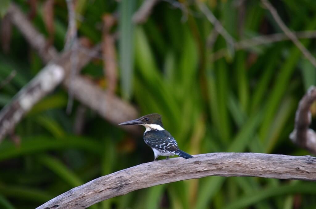 Photo of a female Green Kingfisher in the mangrove swamp near San Blas, Mexico