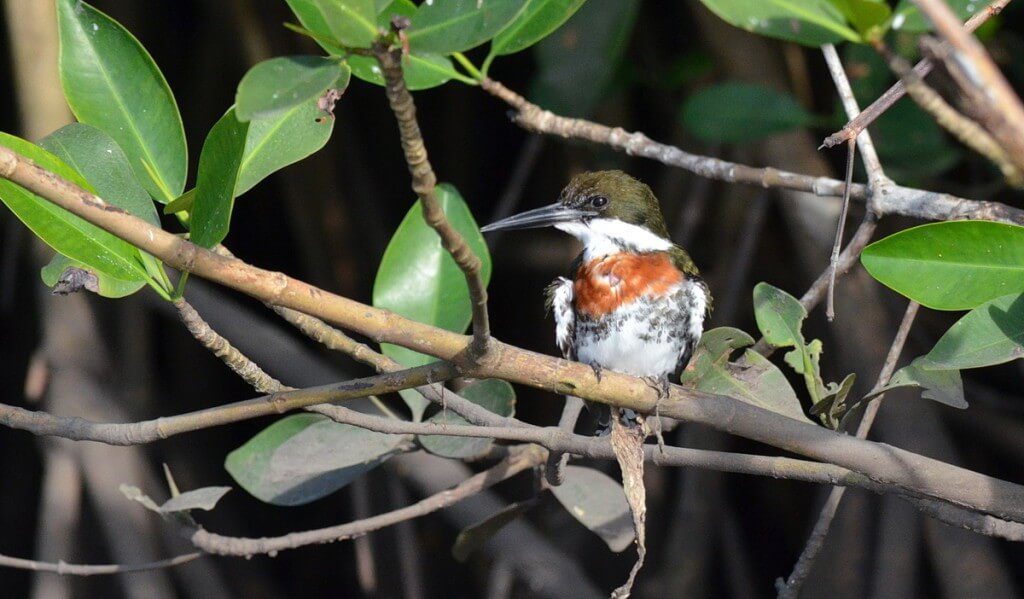 Photo of male Green Kingfisher in the mangrove swamp near San Blas, Mexico