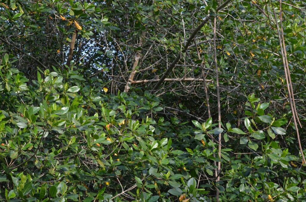  Photo of a Lesser Nighthawk sitting in a tree in the mangrove swamp near San Blas, Mexico