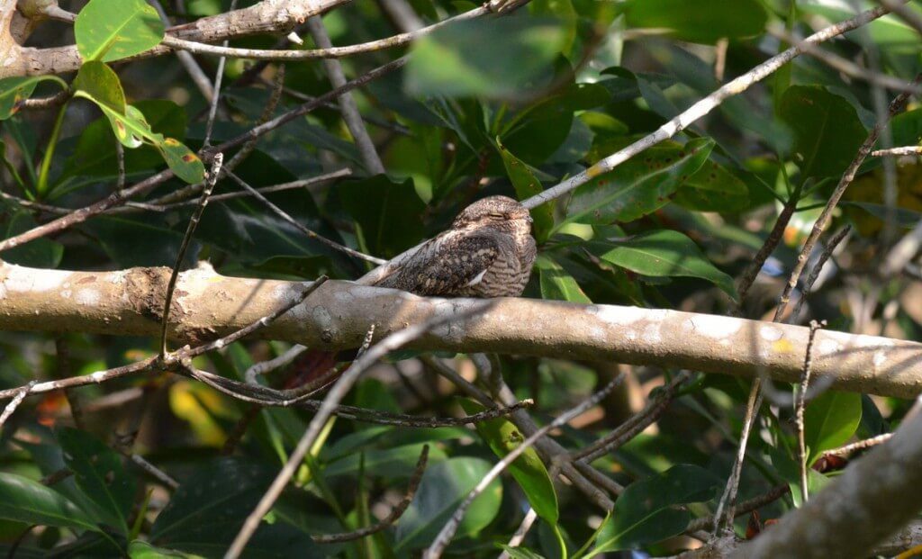  Photo of a Lesser Nighthawk sitting in on a tree limb in the mangrove swamp near San Blas, Mexico
