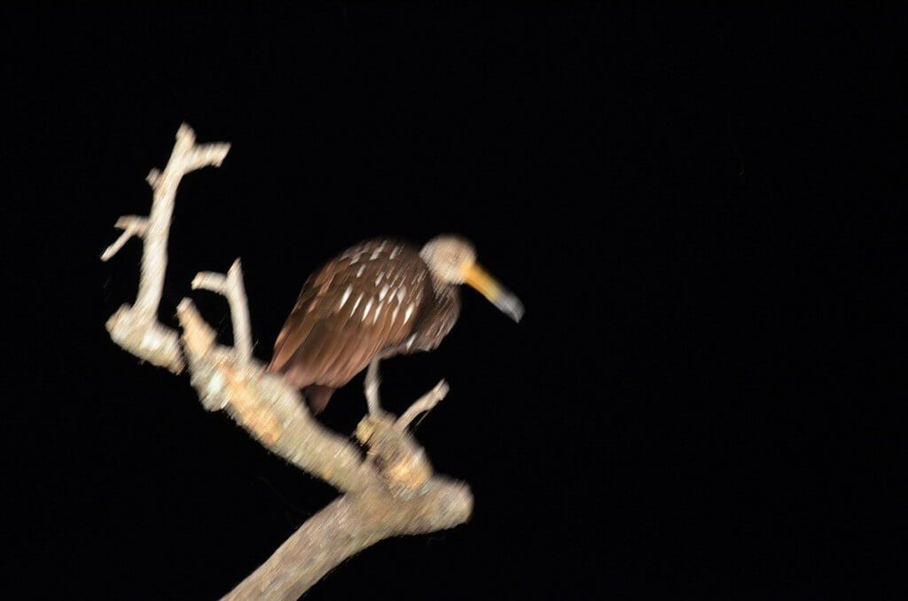 Photo of a Limpkin sitting on a tree after sunset in the mangrove swamp near San Blas, Mexico