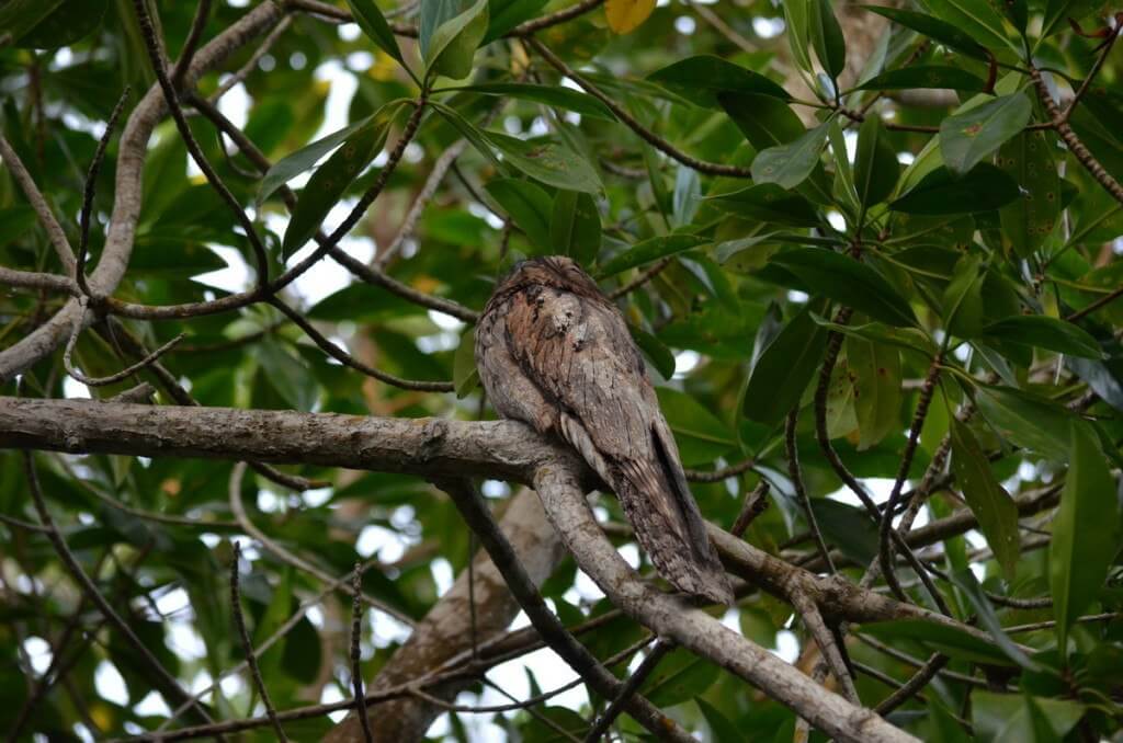 Photo of a Northern Potoo in the mangrove swamp near San Blas, Mexico