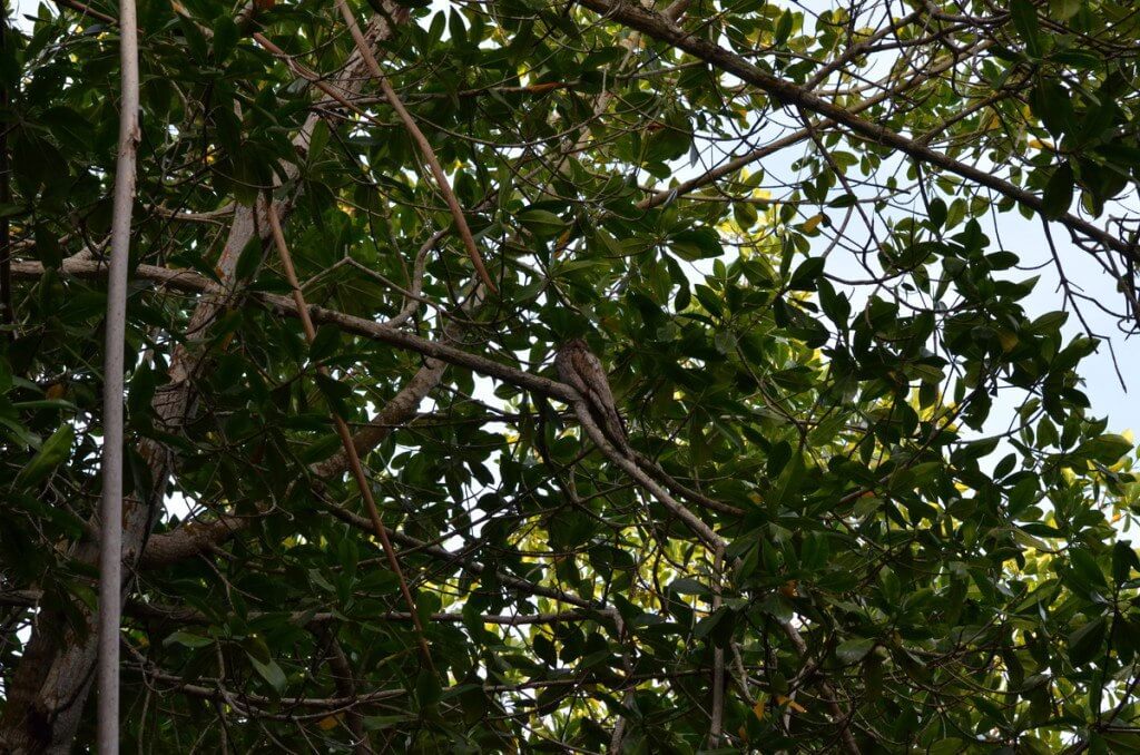 Photo of a Northern Potoo sitting in a trees in the mangrove swamp near San Blas, Mexico