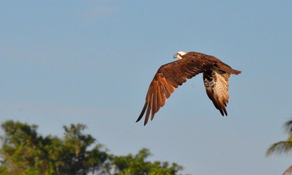 Photo of a Osprey along the San Cristobal River near San Blas, Mexico