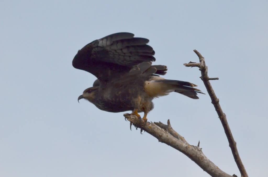  Photo of a Snail Kite taking flight in the mangrove swamp near San Blas, Mexico