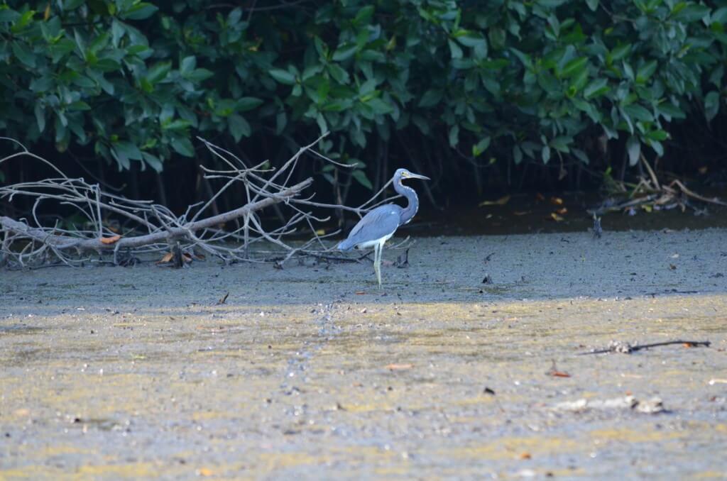 Photo of a Tri-colored Heron along the San Cristobal River near San Blas, Mexico