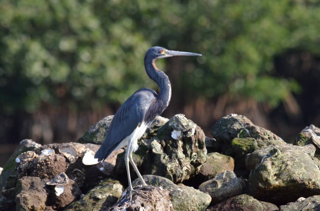 Closeup photo of a Tri-colored Heron along the San Cristobal River near San Blas, Mexico