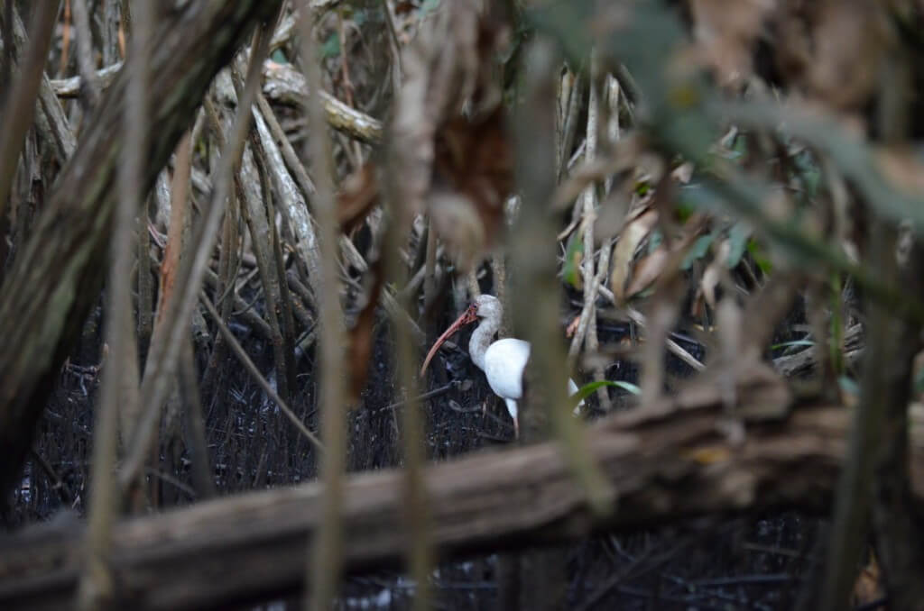  Photo of a White Ibis in the mangrove swamp near San Blas, Mexico