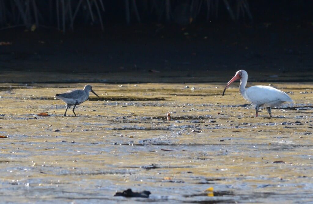 Photo of a White Ibis and Stilt Sandpiper along the San Cristobal River near San Blas, Mexico