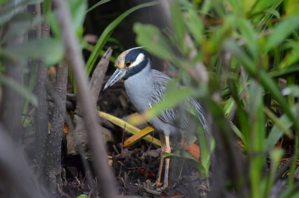 Photo of a Yellow-crowned Night Heron in the mangrove swamp near San Blas, Mexico