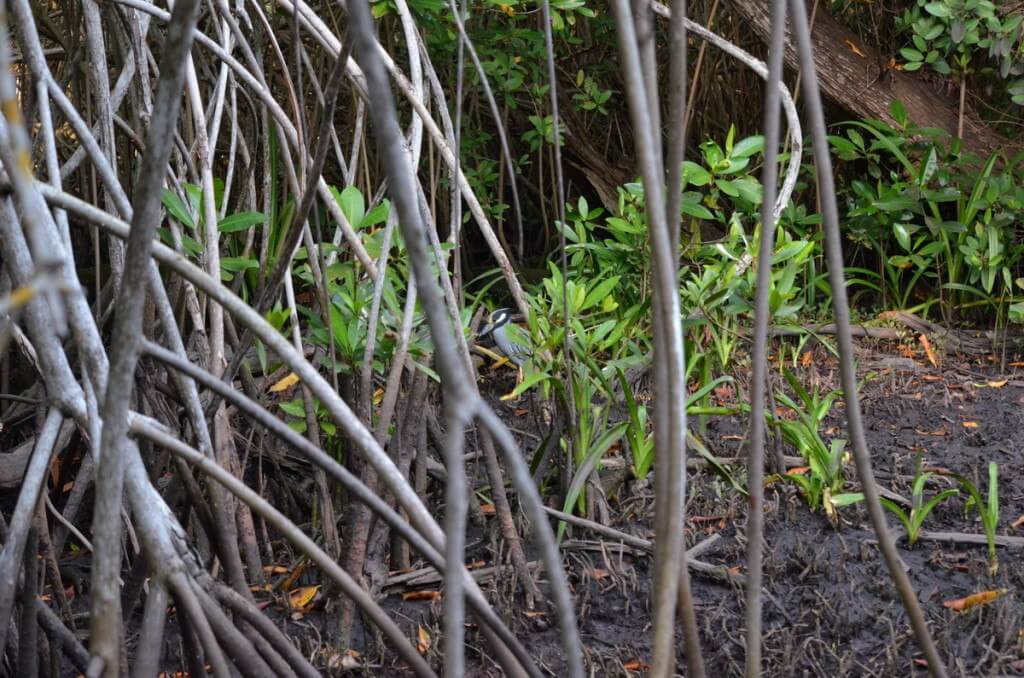 Photo of a Yellow-crowned Night Heron among the vegetation in the mangrove swamp near San Blas, Mexico