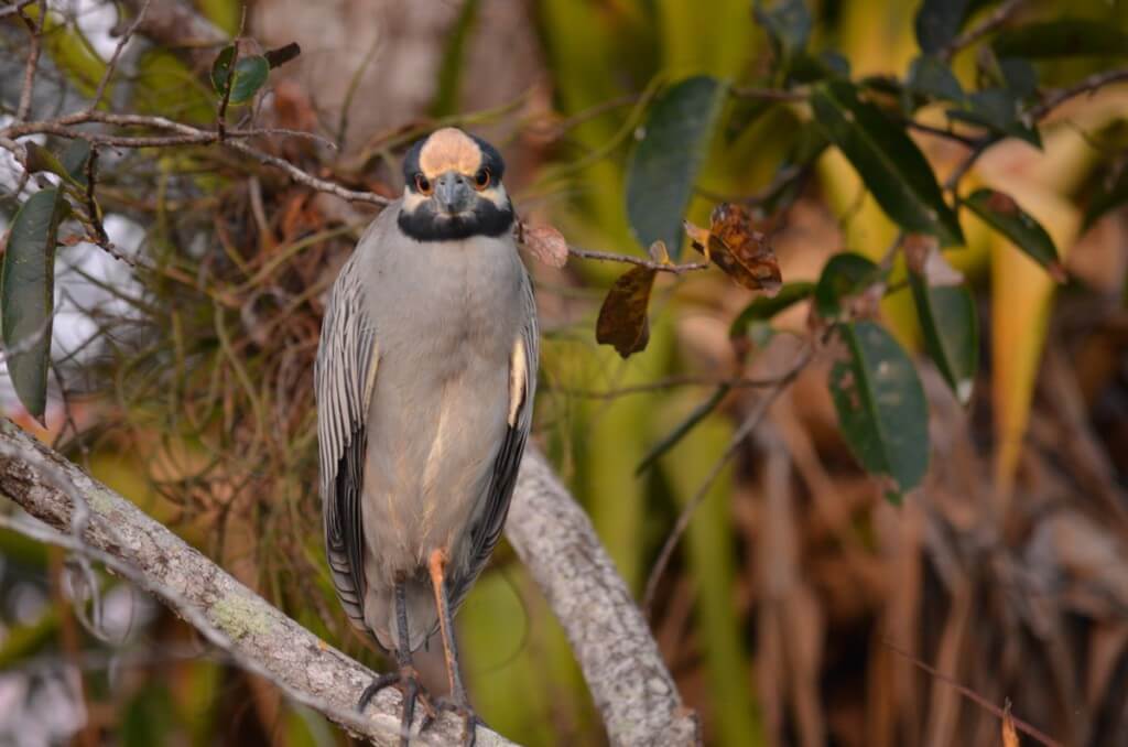 Photo of a Yellow-crowned Night Heron in the mangrove swamp near San Blas, Mexico