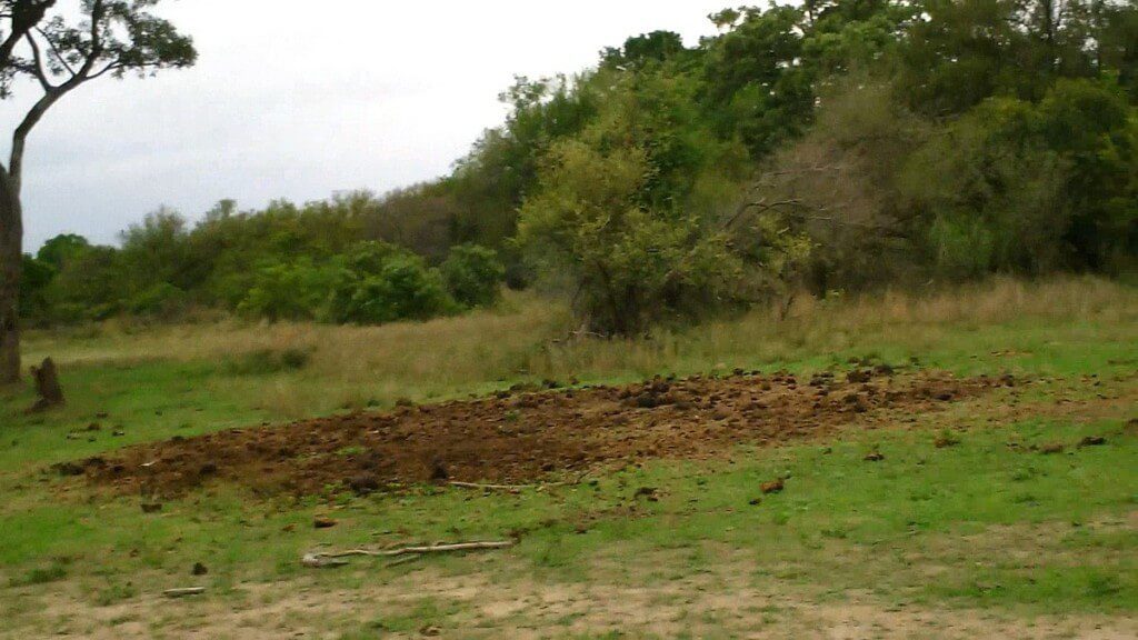 armed safari, kruger national park, south africa, pic 19