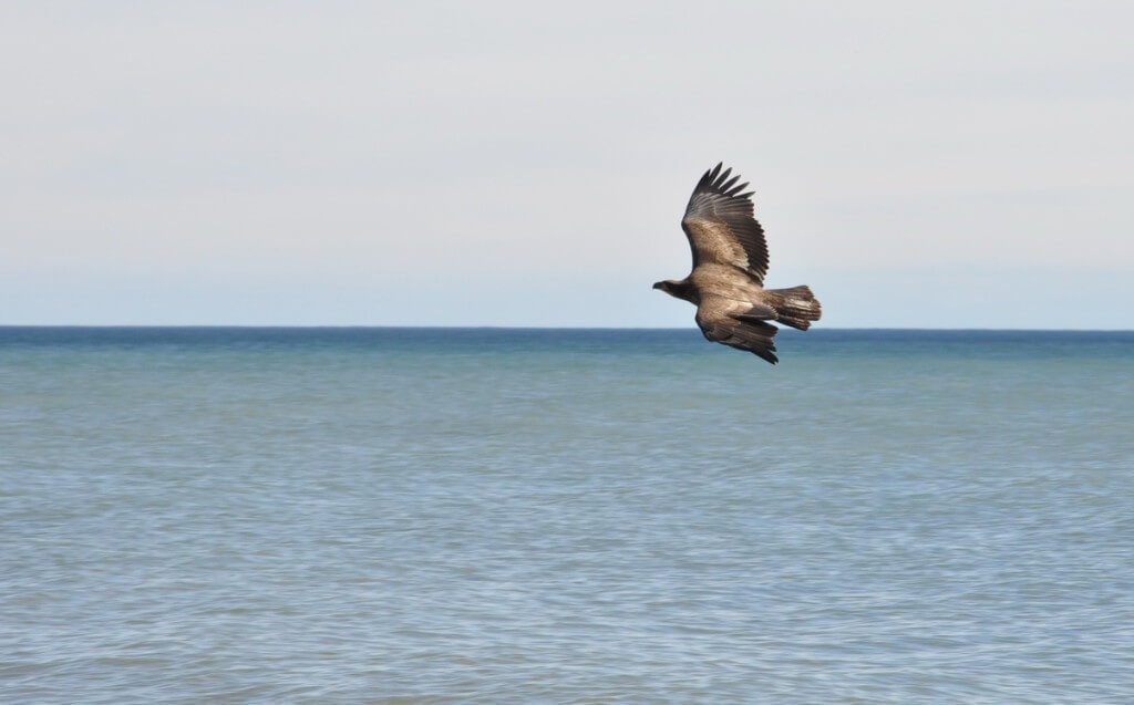 an image of Juvenile Bald Eagle in flight over Lake Ontario, ajax Juvenile Bald Eagle in flight over Lake Ontario, near Ajax, Ontario
