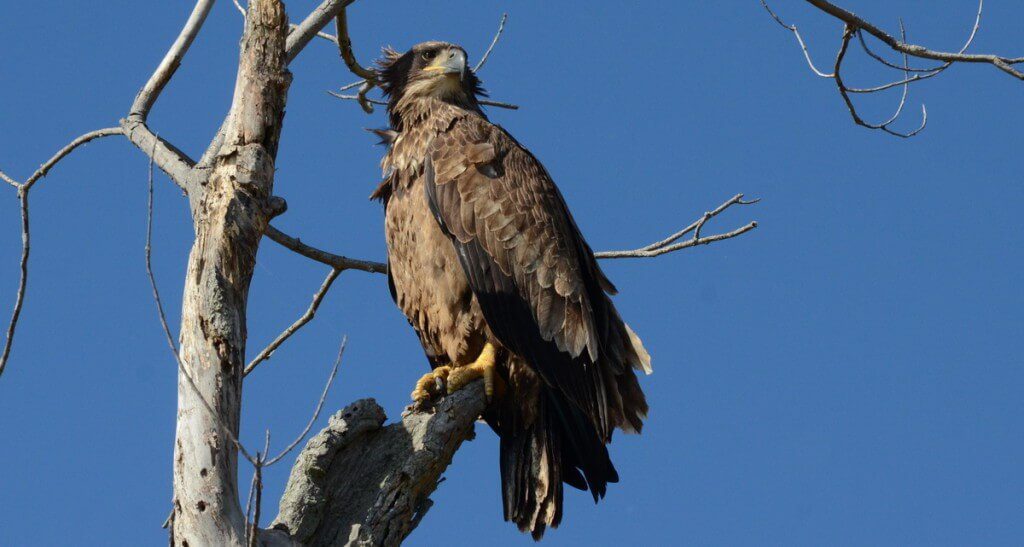 Juvenile bald eagle sitting in a tree in Ajax, Ontario