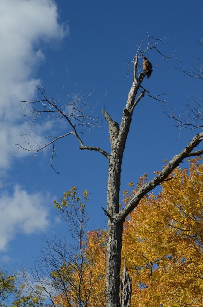an image of a Juvenile bald eagle sitting in a tree in Ajax, Ontario Juvenile Bald Eagle sitting atop a tree in Ajax, Ontario