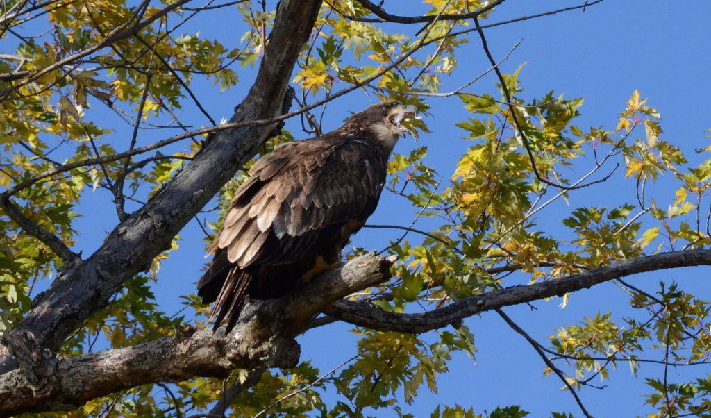 an image of a Juvenile Bald Eagle with its beak full of feathers, ajax, ontario Juvenile Bald Eagle with its beak full of feathers, Ajax, Ontario
