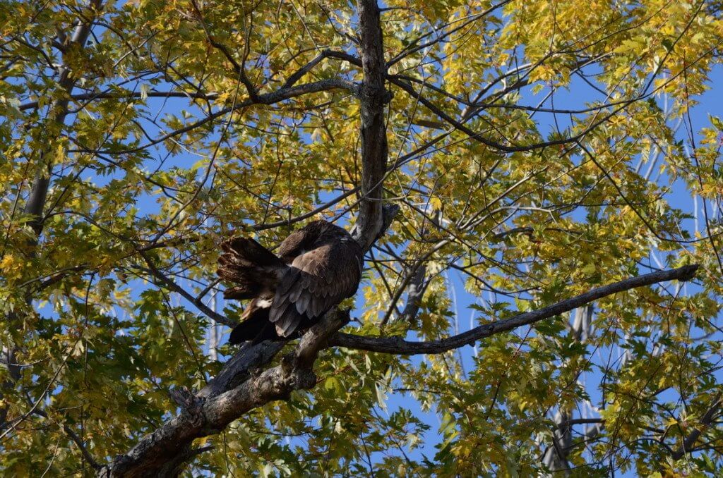 an image of a Juvenile bald eagle preening its feathers, ajax, ontario Juvenile bald eagle preening its feathers in a tree, in Ajax, Ontario
