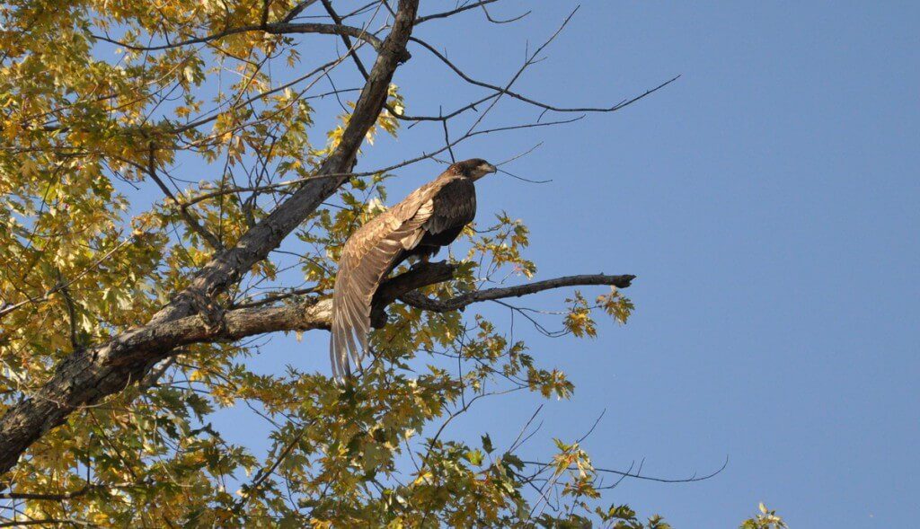 an image of a Juvenile bald eagle stretching its wings in a tree, ajax, ontario Juvenile bald eagle stretching its wings in a tree, in Ajax, Ontario