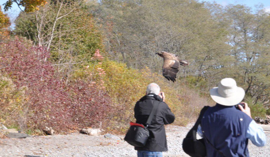 an image of a Juvenile Bald Eagle in flight above birders, Ajax, ontario Juvenile Bald Eagle in flight past birders near Ajax, Ontario