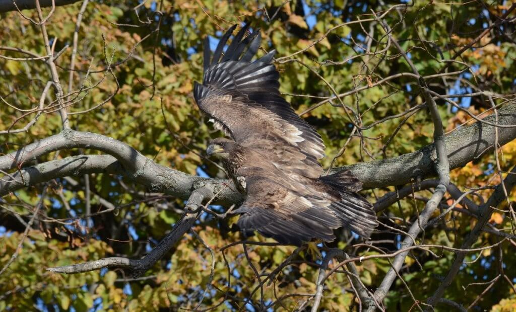 an image of a Juvenile bald eagle, Ajax, Ontario Juvenile Bald Eagle takes flight in Ajax, Ontario