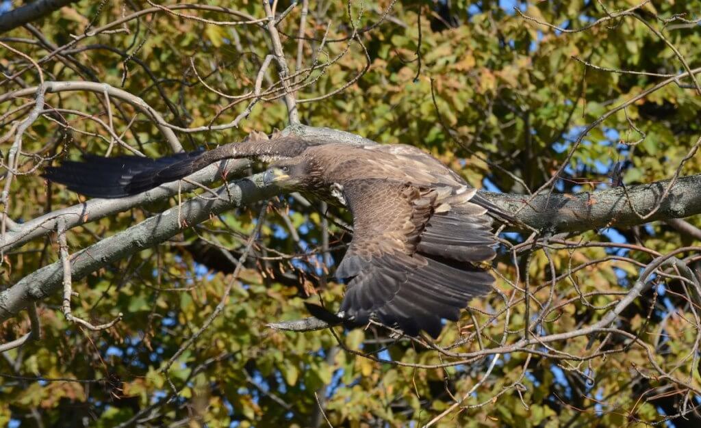 an image of a Juvenile bald eagle, Ajax, Ontario Juvenile Bald Eagle in flight from tree in Ajax, Ontario