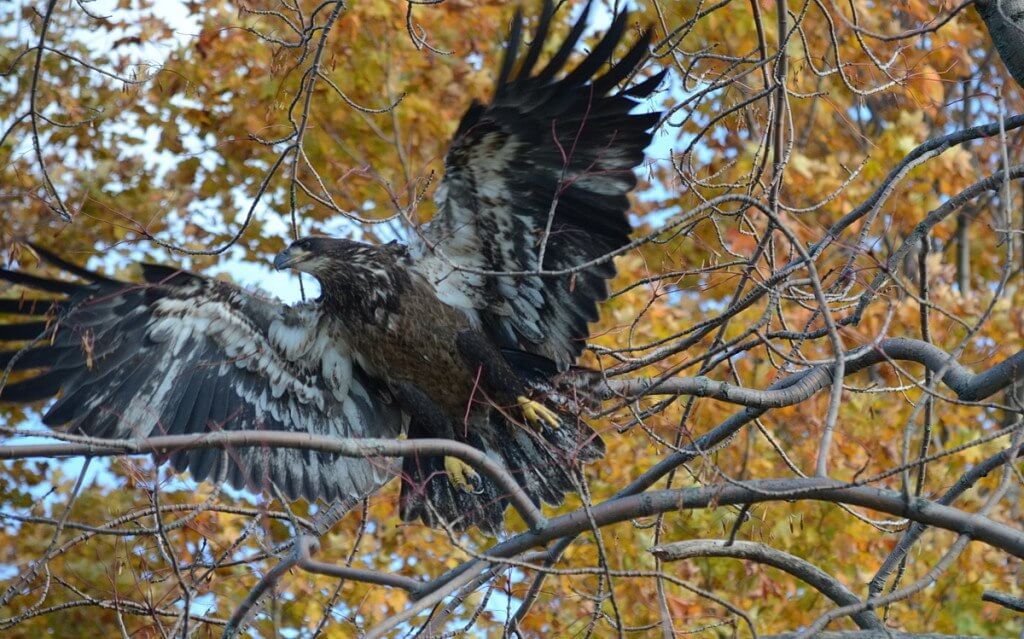an image of a Juvenile bald eagle, Ajax, Ontario Juvenile Bald Eagle takes flight from tree in Ajax, Ontario