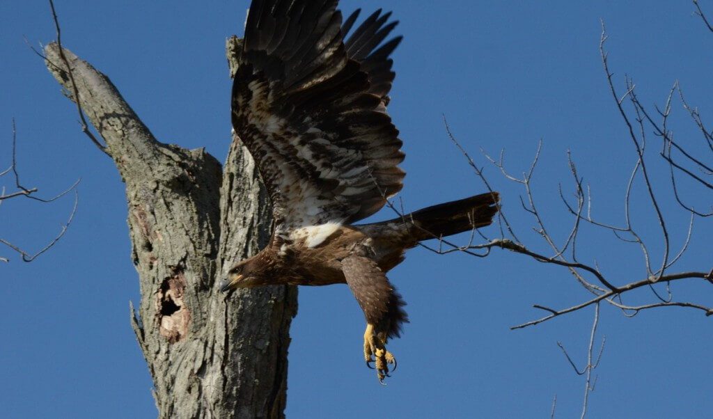 an image of a Juvenile bald eagle, Ajax, Ontario Juvenile Bald Eagle swoops in over a tree in Ajax, Ontario