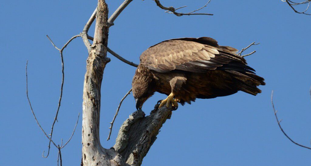 an image of a Juvenile bald eagle sitting on a snag, Ajax, Ontario Juvenile Bald Eagle chews on a tree in Ajax, Ontario
