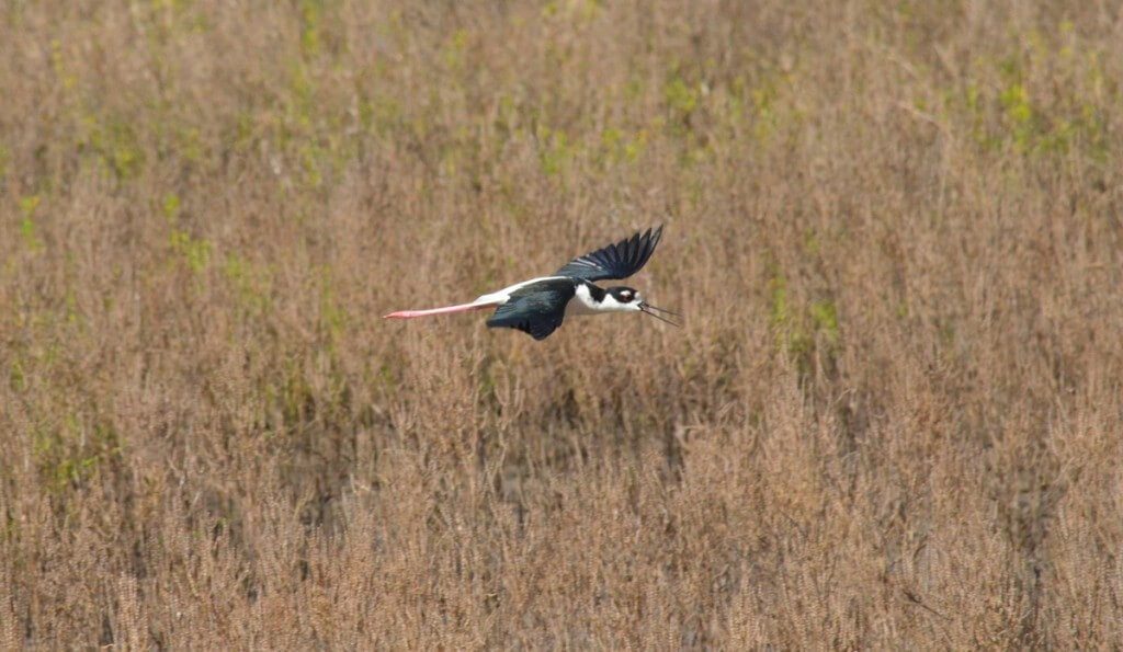An image of a Black-necked stilt in flight at San Blas, Nayarit, Mexico.