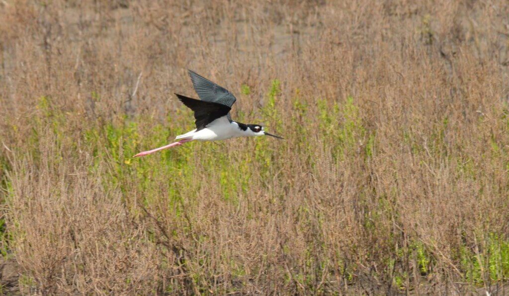 An image of a Black-necked stilt in flight at San Blas, Nayarit, Mexico.