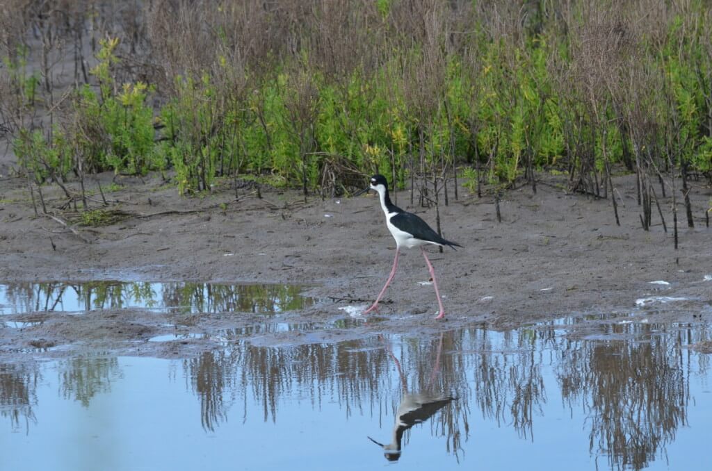 An image of a Black-necked stilt walking along the shore at the shrimp ponds near San Blas, Nayarit, Mexico.