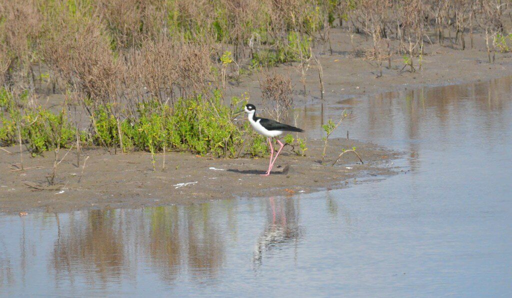 An image of a Black-necked stilt walking along shore of the shrimp ponds near San Blas, Mexico.
