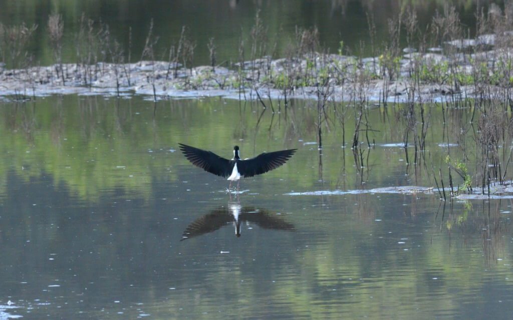 An image of a Black-necked stilt landing in the shrimp ponds near San Blas, Mexico.