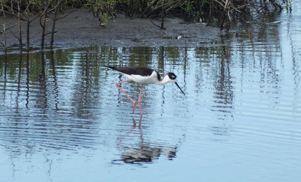 An image of a Black-necked stilt walking in the waters of the shrimp ponds near San Blas, Mexico.