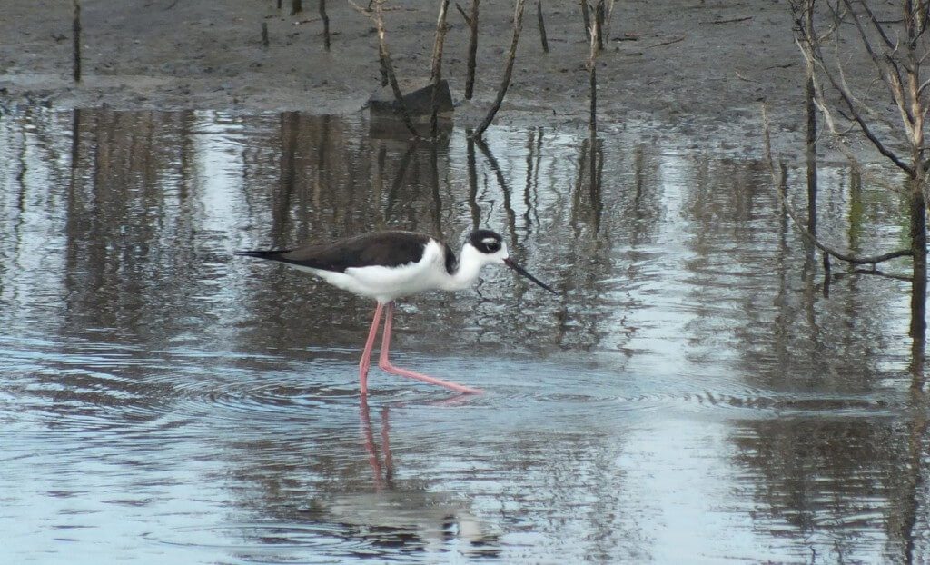 An image of a Black-necked stilt fishing in the shrimp ponds at San Blas, Nayarit, Mexico.
