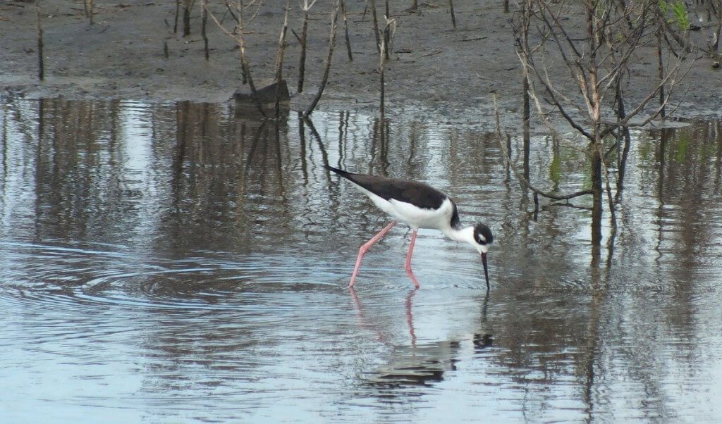 An image of a Black-necked stilt fishing in the shrimp ponds at San Blas, Nayarit, Mexico.