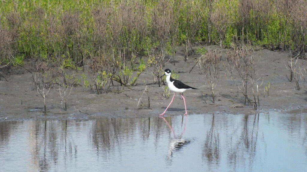 An image of a Black-necked stilt walking along the shore at the shrimp ponds near San Blas, Nayarit, Mexico.