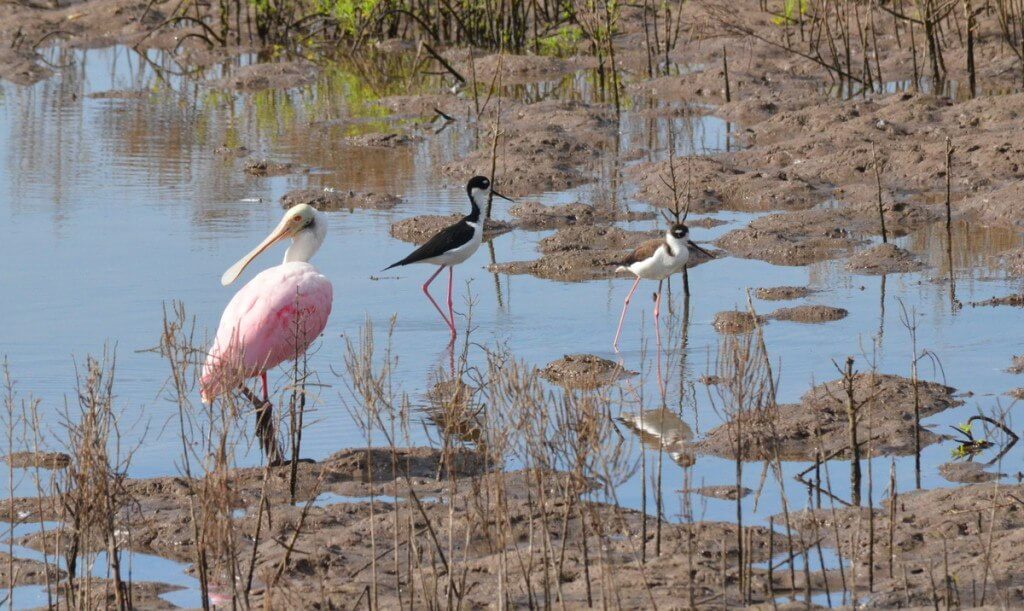 An image of two black-necked stilts beside a Roseate Spoonbill in the shrimp pond near San Blas, Mexico.