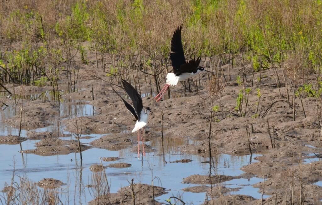 An image of two Black-necked stilts taking flight at the shrimp ponds near San Blas, Nayarit, Mexico.