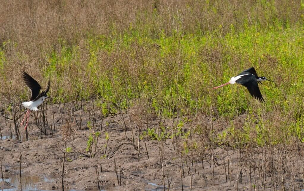 An image of Two black-necked stilts in flight at the shrimp ponds near San Blas, Mexico.