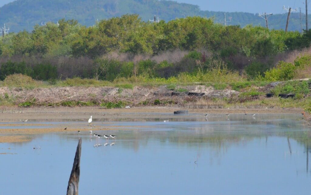 An image of Black-necked stilts at the shrimp ponds near San Blas, Mexico.