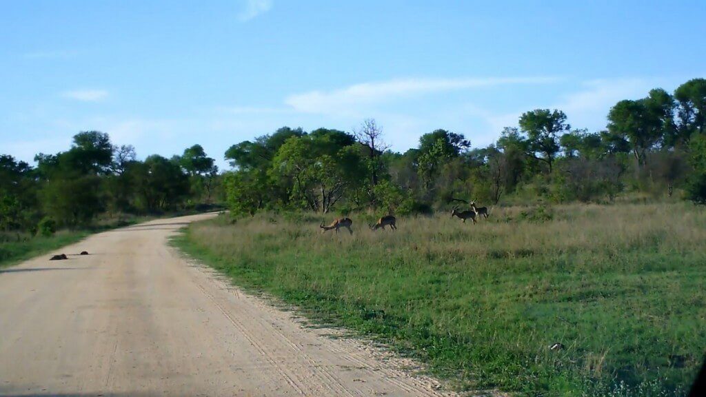 dirt road, kruger national park, south africa, pic 1