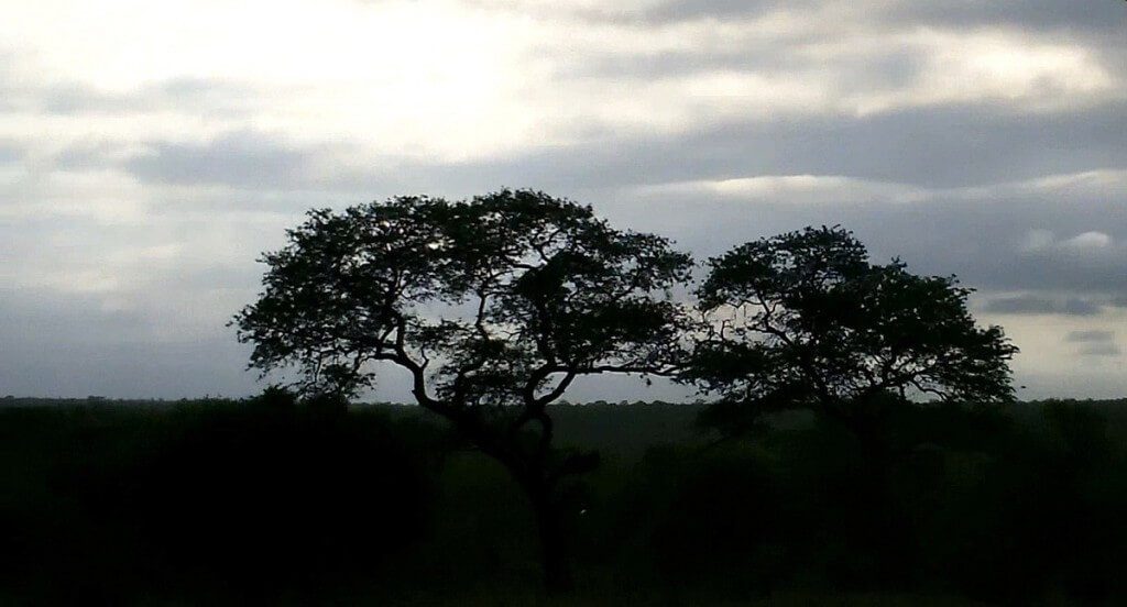 early morning drive, kruger national park, south africa, pic 2