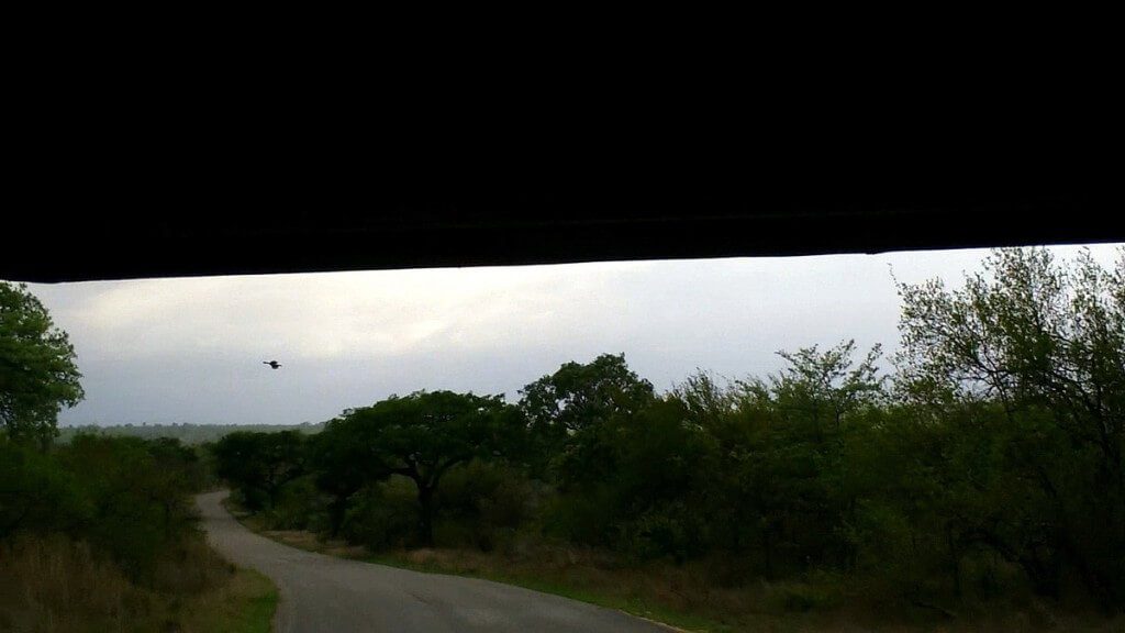 early morning drive, kruger national park, south africa, pic 3