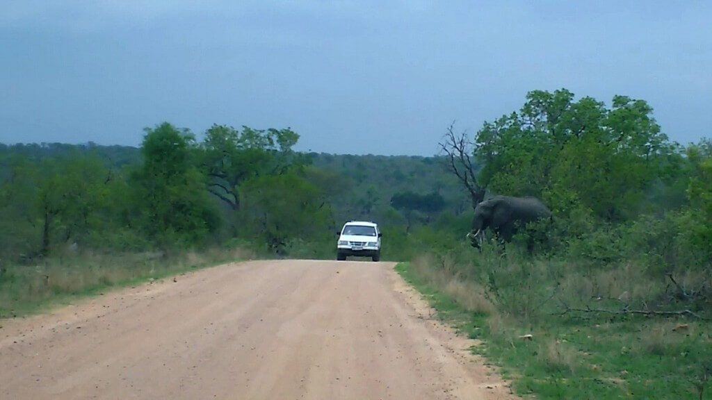 An African Bush Elephant along a dirt road in Kruger National Park, South Africa