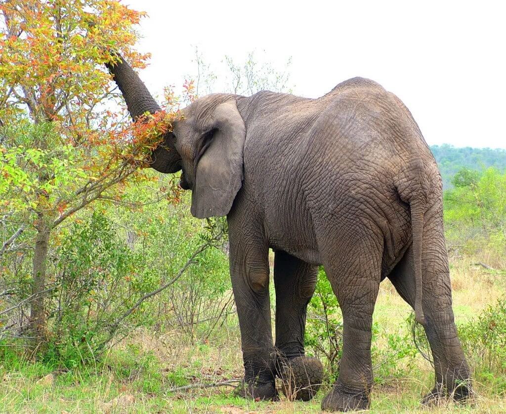 An image of an African Bush Elephant eating leaves from a tree in Kruger National Park, South Africa. Photography by Frame To Frame - Bob and Jean. 